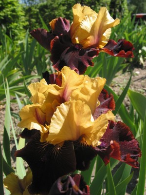 Nr.34 Name. Eye Wonder.jpg