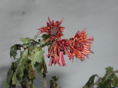 Blume4.jpg