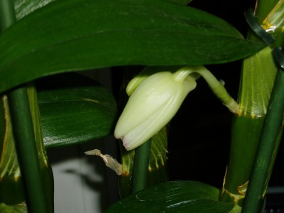 Dendrobium.JPG
