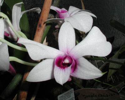 Orchi6d.jpg