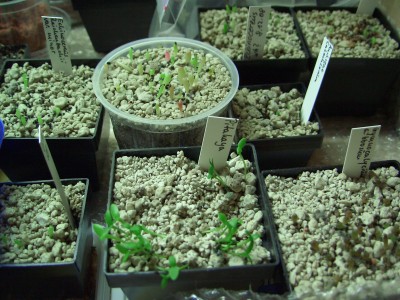 Malter und Kakteenaussaaten 2009 058.jpg