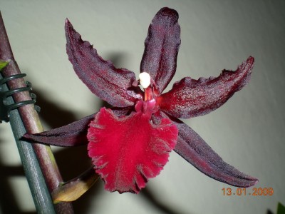 DSCN24910001.JPG