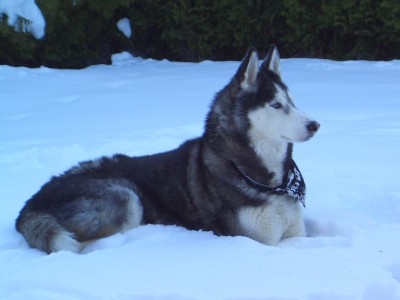 Malter am 13.01.09 033.jpg