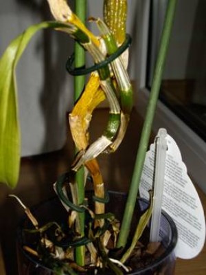clip_image002.jpg