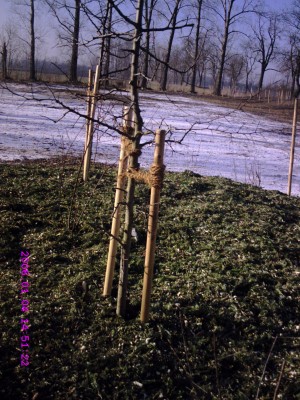 CRIM0030.JPG