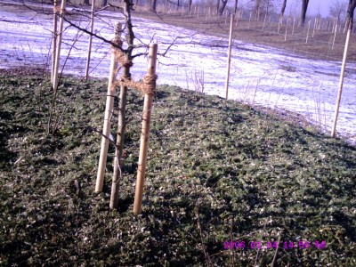 CRIM0029.JPG