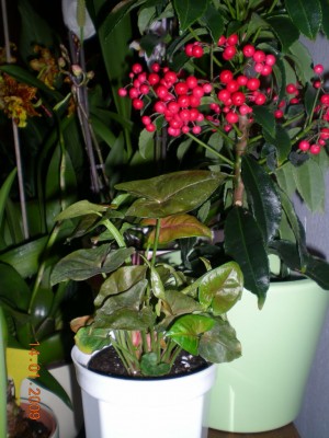 DSCN25420001.JPG