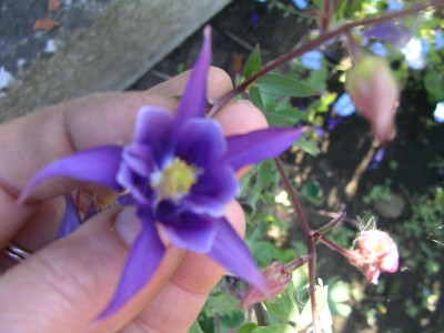Blüten 003.JPG