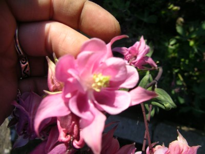Blüten 004.JPG