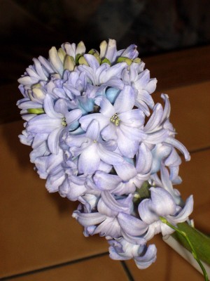 DSCI0022.jpg