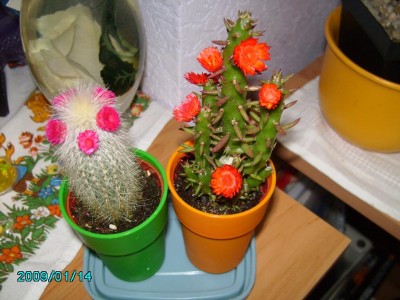 PICT001.JPG