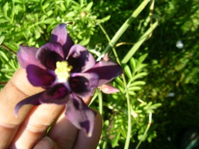 Blüten 001.JPG