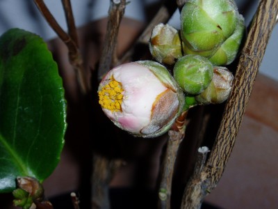 Camellia Knospe.JPG