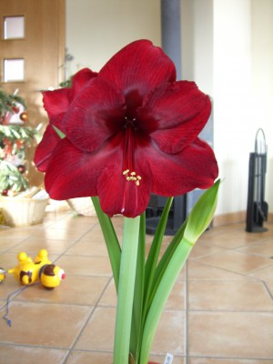 Hipp. Red Perl 14.01.09.jpg