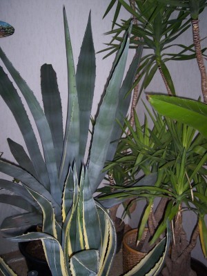Bild 037.jpg