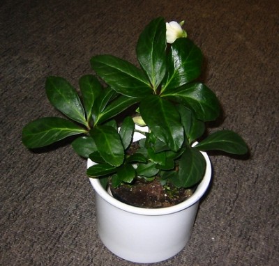helleborus.jpg