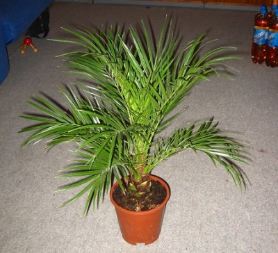 Phoenix roebelenii.jpg