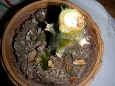dscn8663_1.jpg
