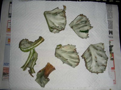 dscn8664_1.jpg