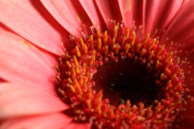 blume1.jpg