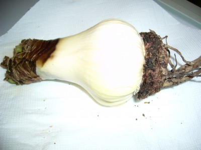 Amaryllis 016.jpg