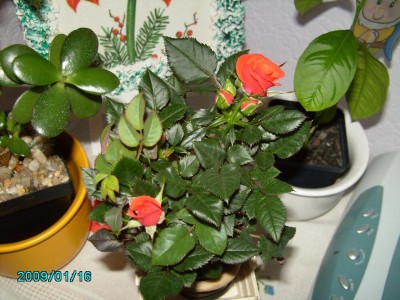 PICT0475.JPG