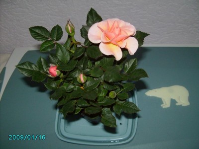 PICT0472.JPG