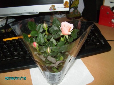 PICT0453.JPG