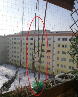 CIMG2677.JPG