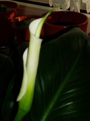 Calla öffnet sich.JPG