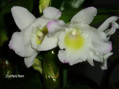 Blüten Dendrobium Nobile.JPG