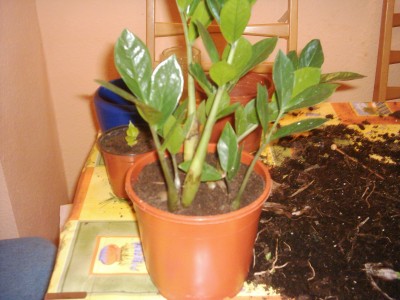 Umtopfen der Zamio (9).JPG