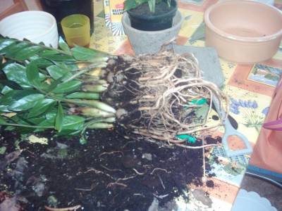 Umtopfen der Zamio (6).JPG