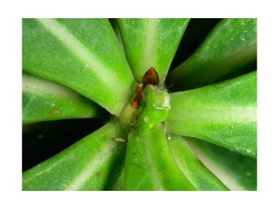 adenium_obesum-dance-of-butterfly-trieb.jpg