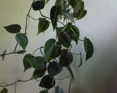 Foto-0028.jpg