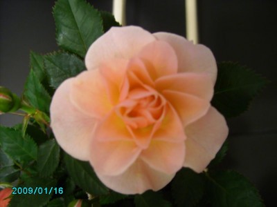 PICT0478.JPG
