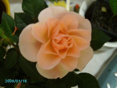 PICT0476.JPG