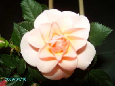 PICT0479.JPG