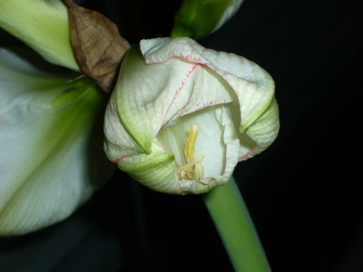 Amaryllis 029.jpg