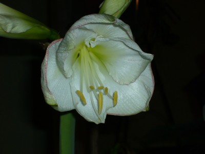 Amaryllis 026.jpg