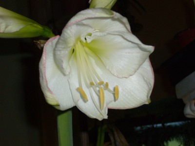 Amaryllis 021.jpg
