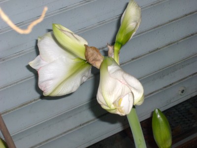 Amaryllis 020.jpg