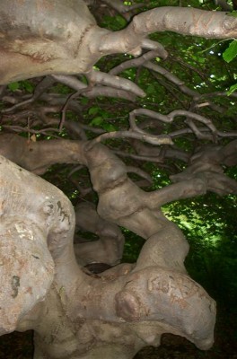 DCP_1132 (Large).JPG