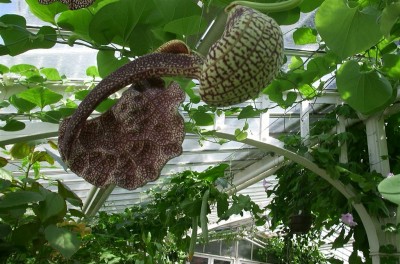 DCP_1105 (Large).JPG