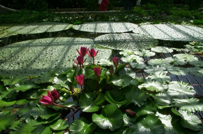 DCP_1103 (Large).JPG