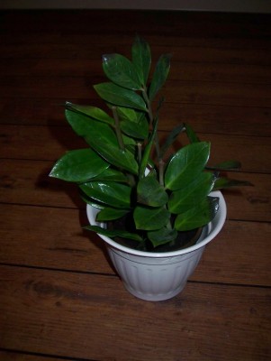 100_4135.jpg
