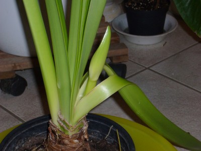 Amaryllis 032.jpg