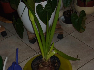Amaryllis 034.jpg