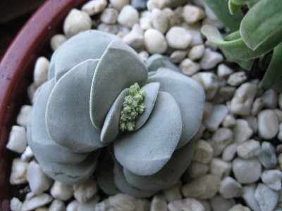 crassula morgans beauty.jpg