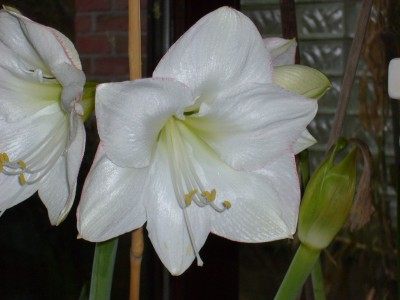 Amaryllis 045.jpg